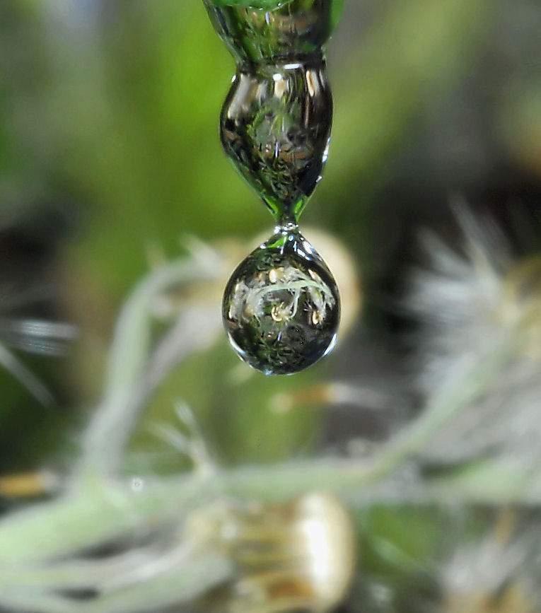 Taraxacum officinale